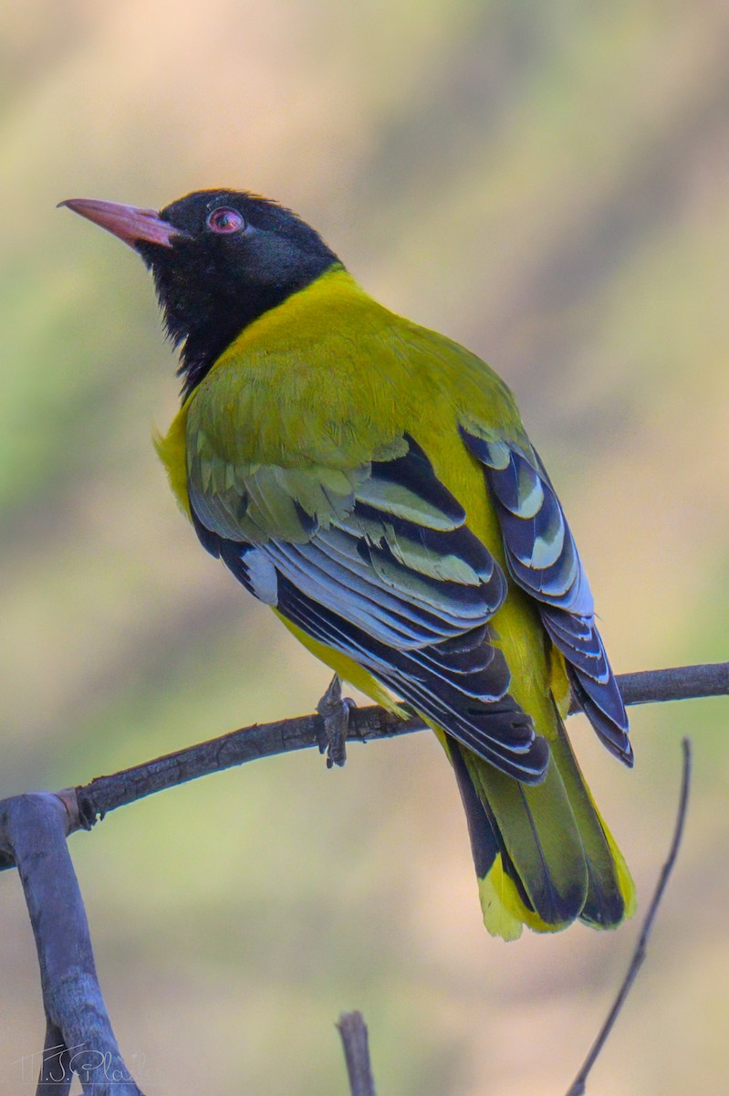 アフリカズキンコウライウグイス - ML646489056