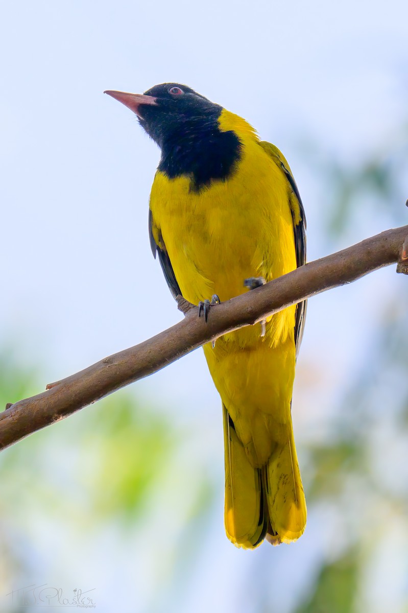 アフリカズキンコウライウグイス - ML646489057