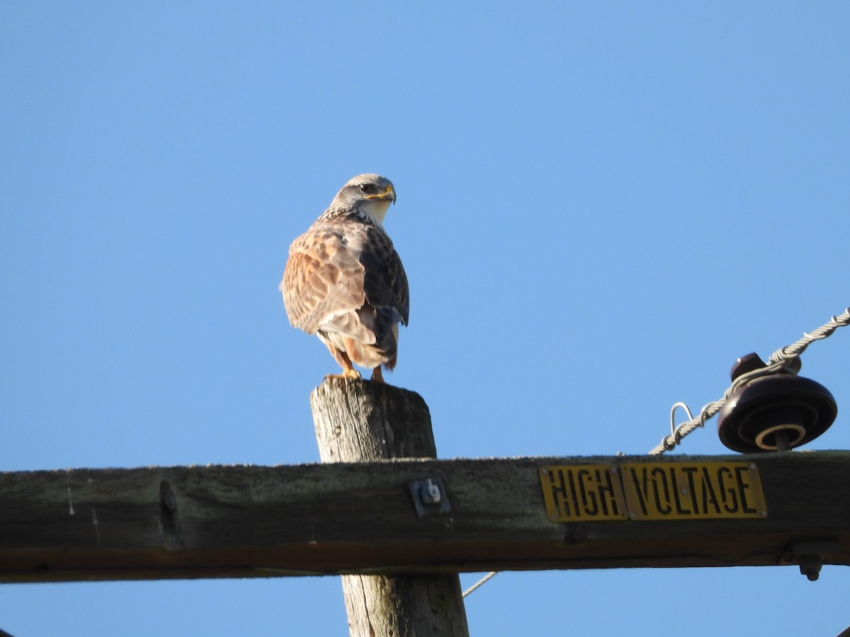 Ferruginous Hawk - ML646489058
