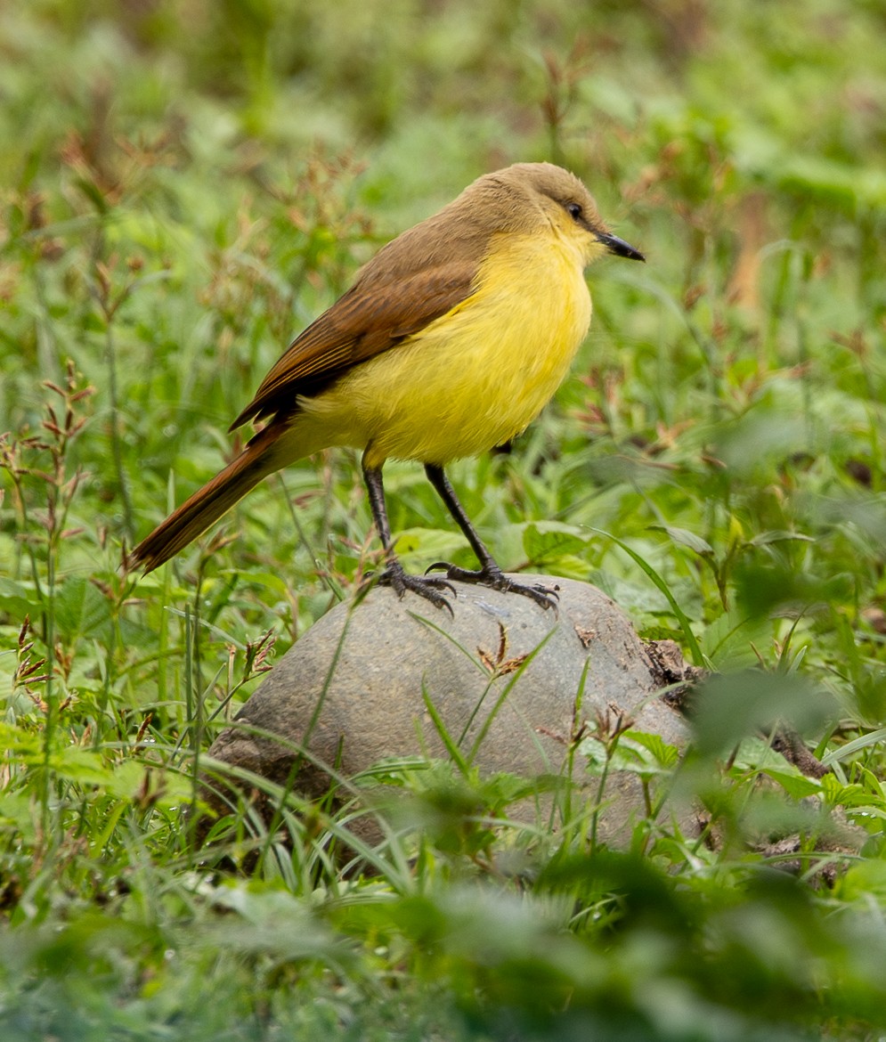 Cattle Tyrant - ML646489059