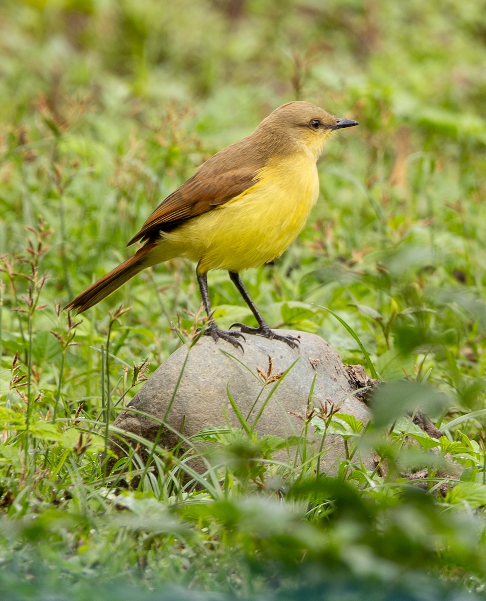 Cattle Tyrant - ML646489060