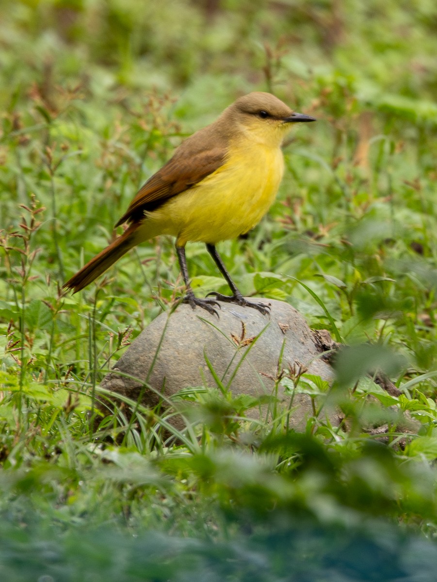 Cattle Tyrant - ML646489061