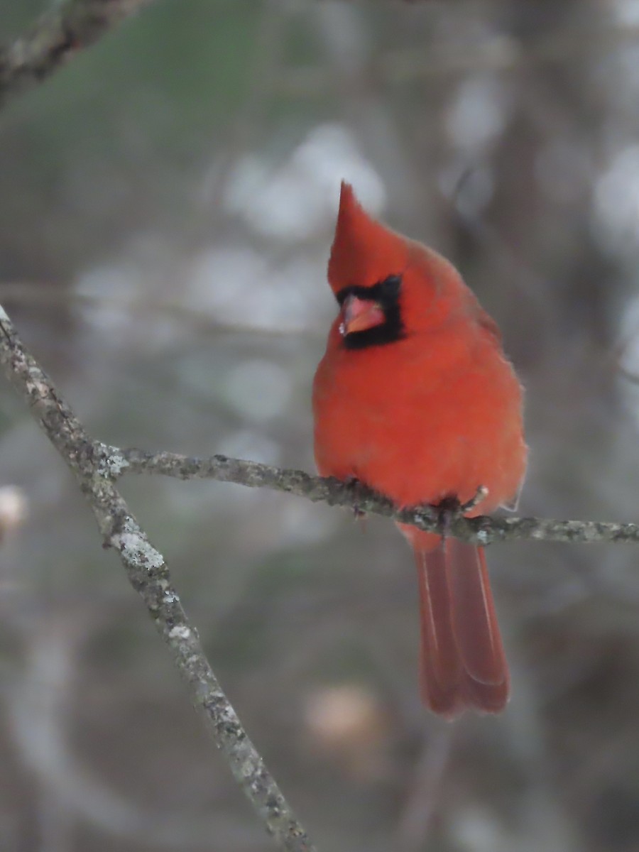 Northern Cardinal - ML646489062