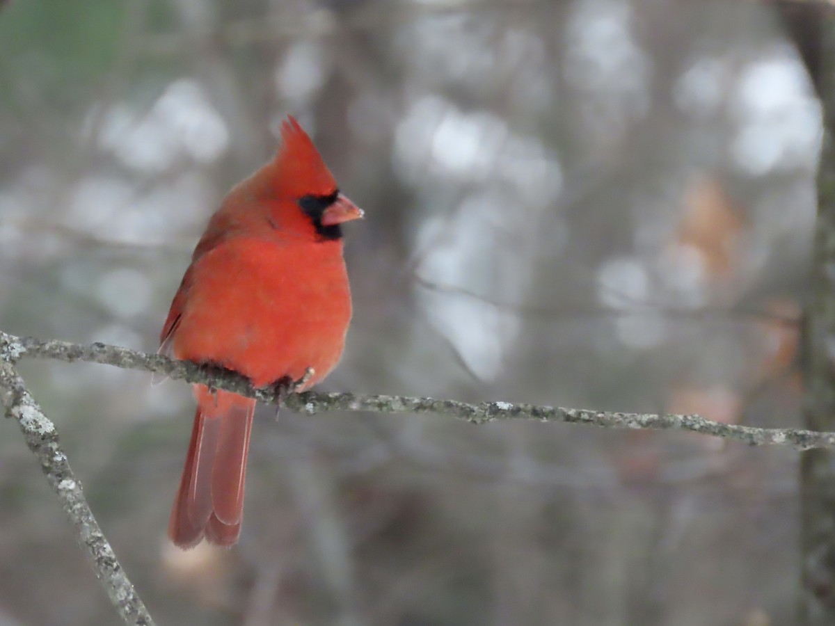 Northern Cardinal - ML646489063