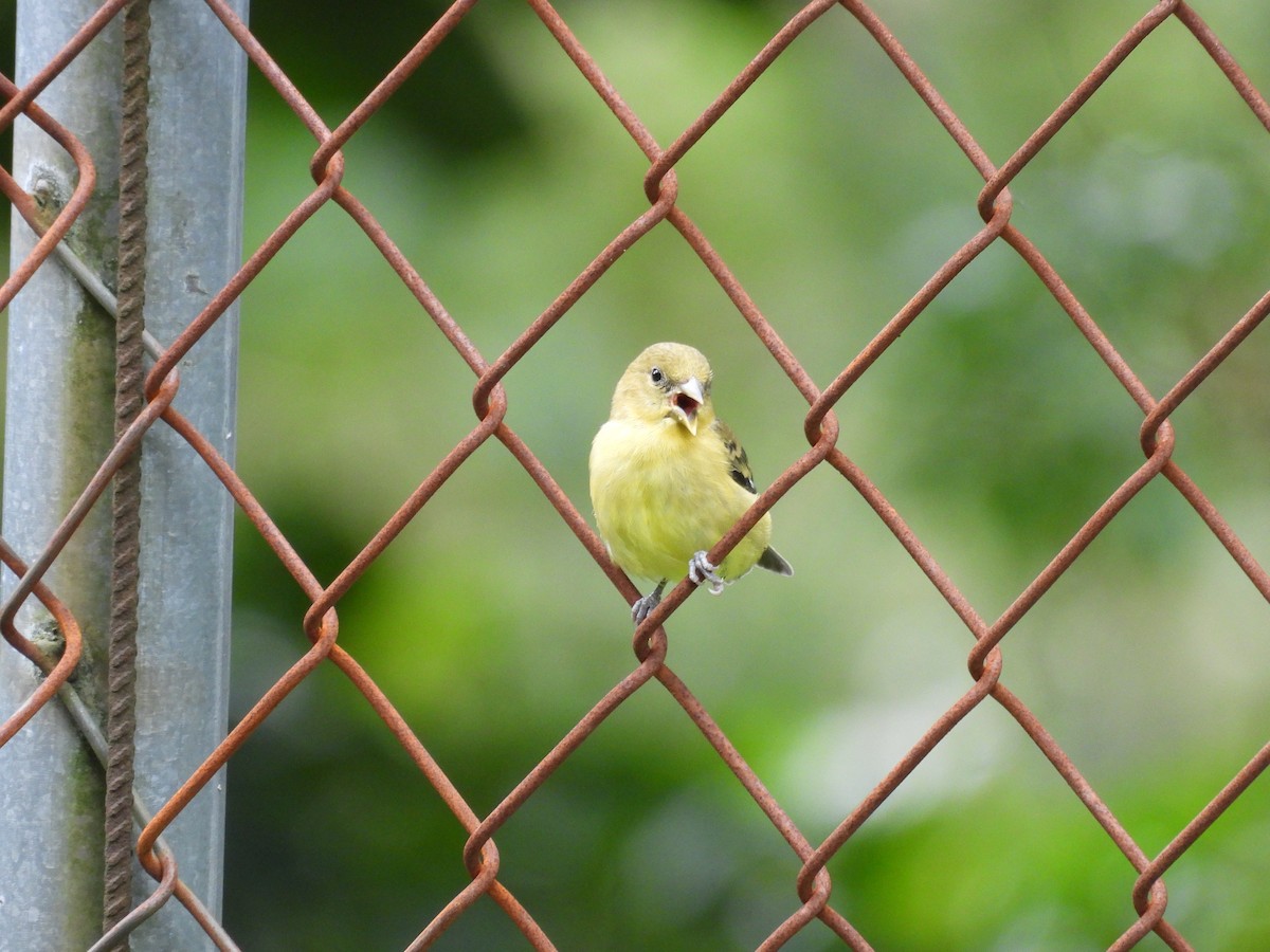Lesser Goldfinch - ML646489065