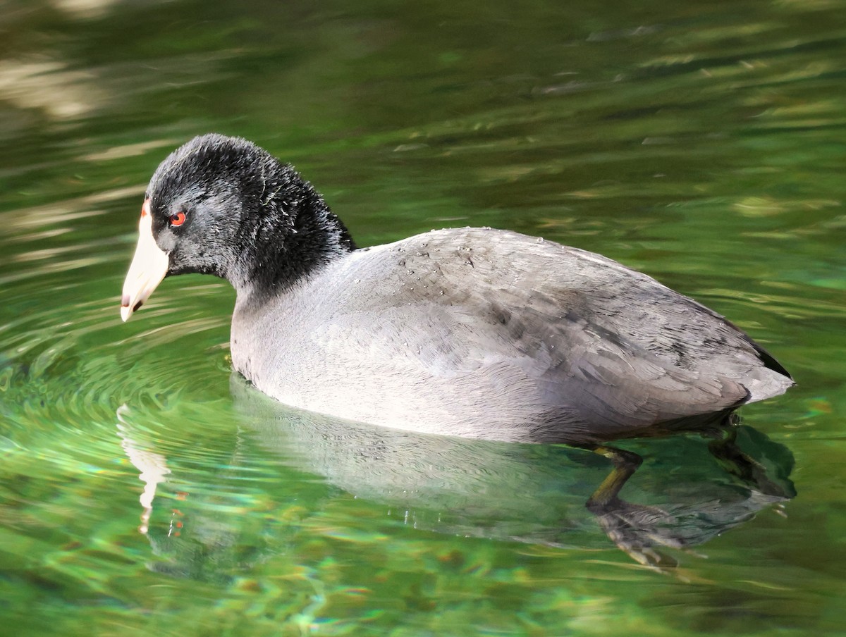 אגמית אמריקנית - ML646489069
