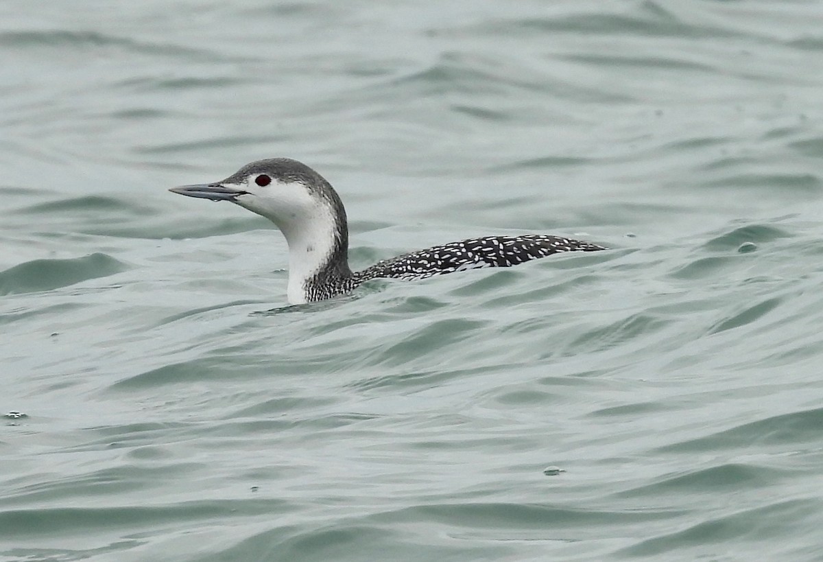 Red-throated Loon - ML646489074