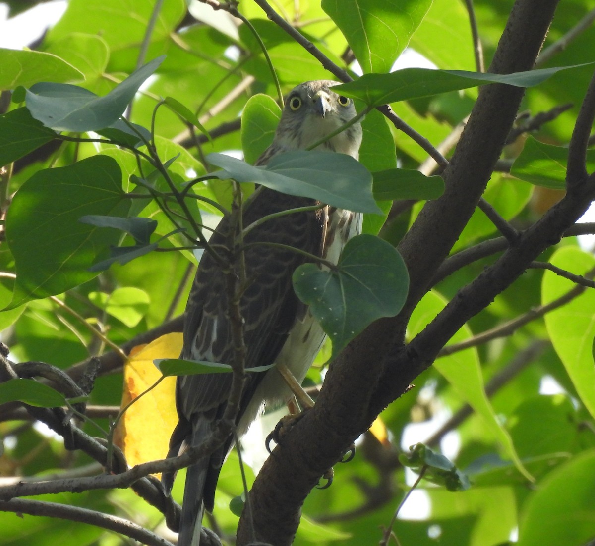 Shikra - ML646489075