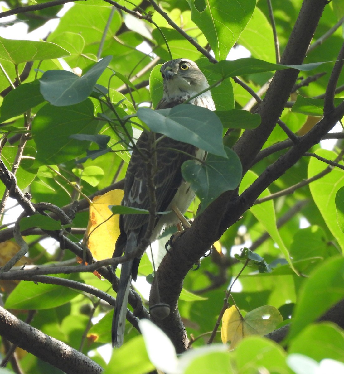 Shikra - ML646489076