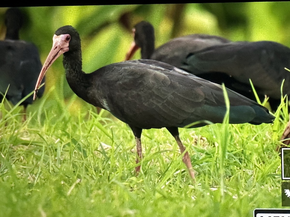 rødmaskeibis - ML646489077