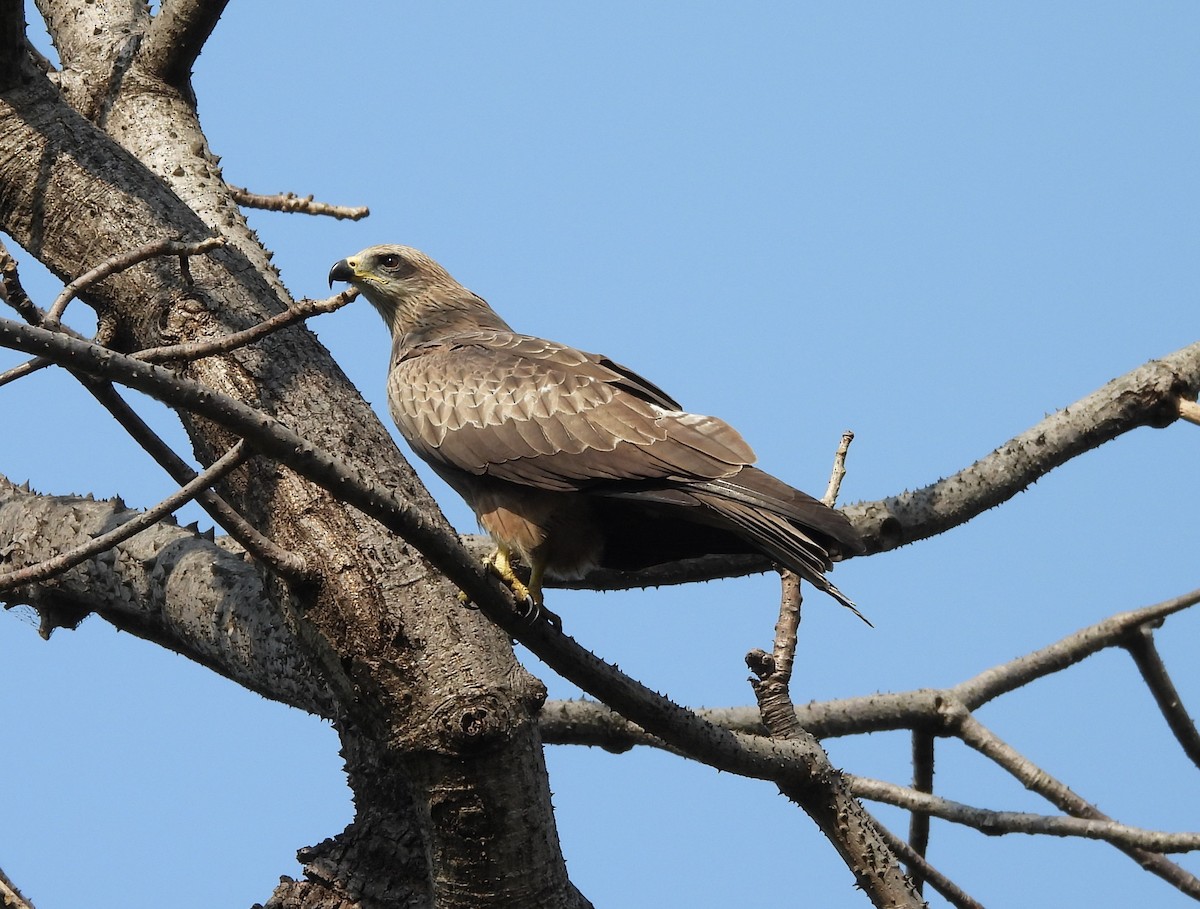 Black Kite - ML646489086