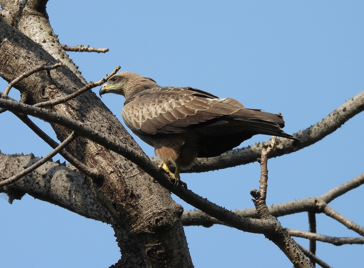 Black Kite - ML646489087