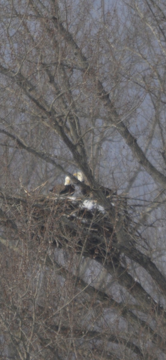 Bald Eagle - ML646489092