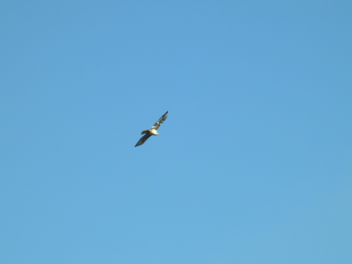 Ferruginous Hawk - ML646489094