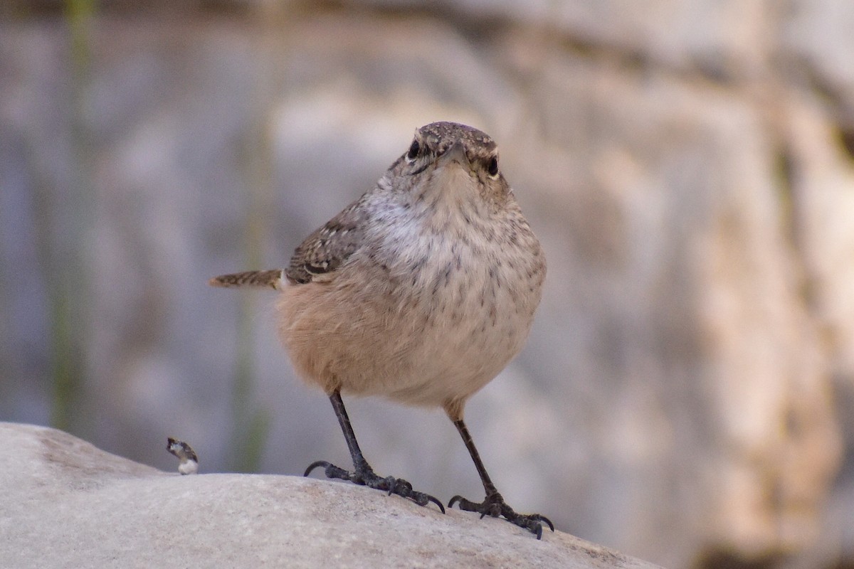 Felsenzaunkönig - ML646489097