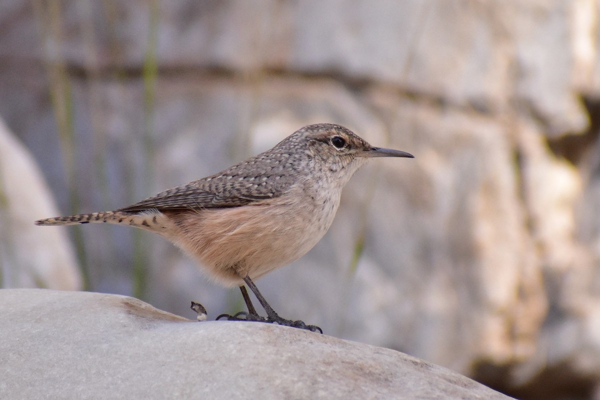 Felsenzaunkönig - ML646489099