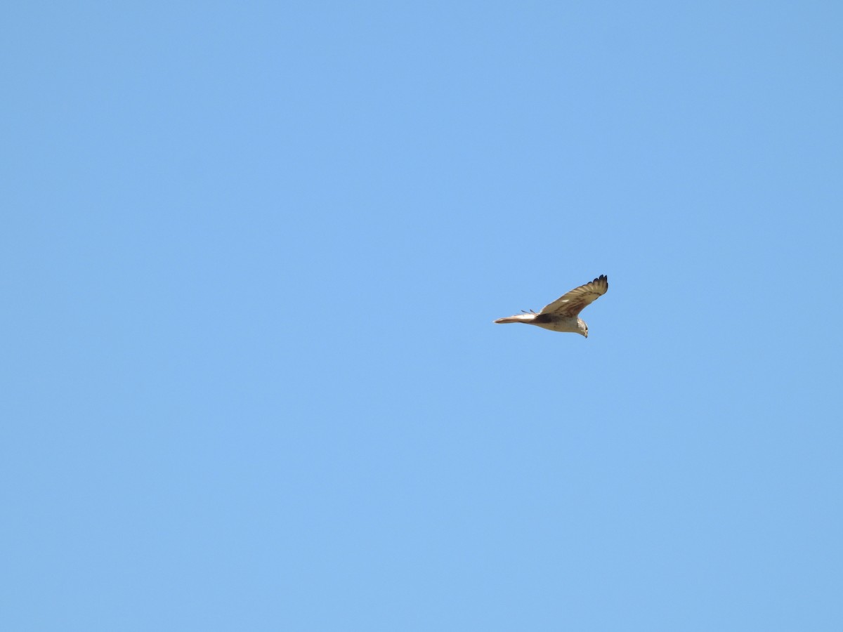 Ferruginous Hawk - ML646489102