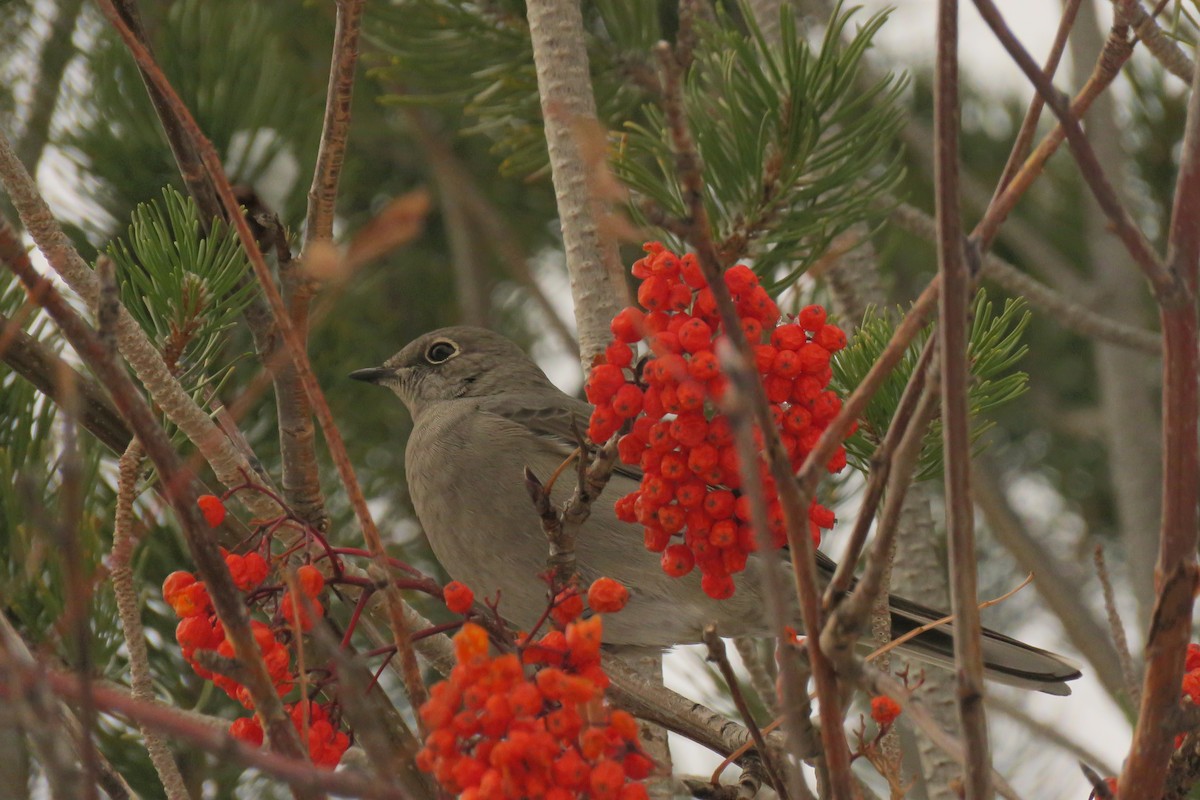 Townsend's Solitaire - ML646489109