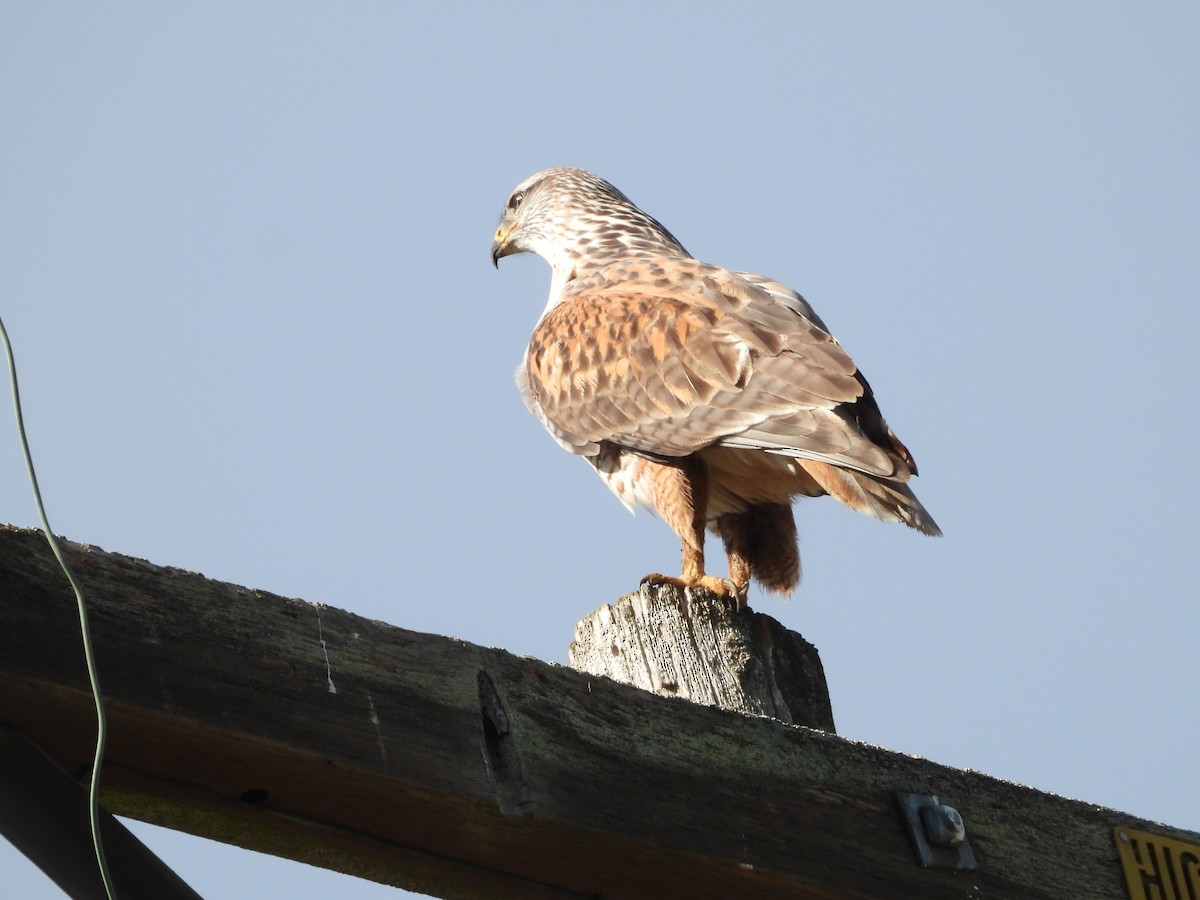 Ferruginous Hawk - ML646489110
