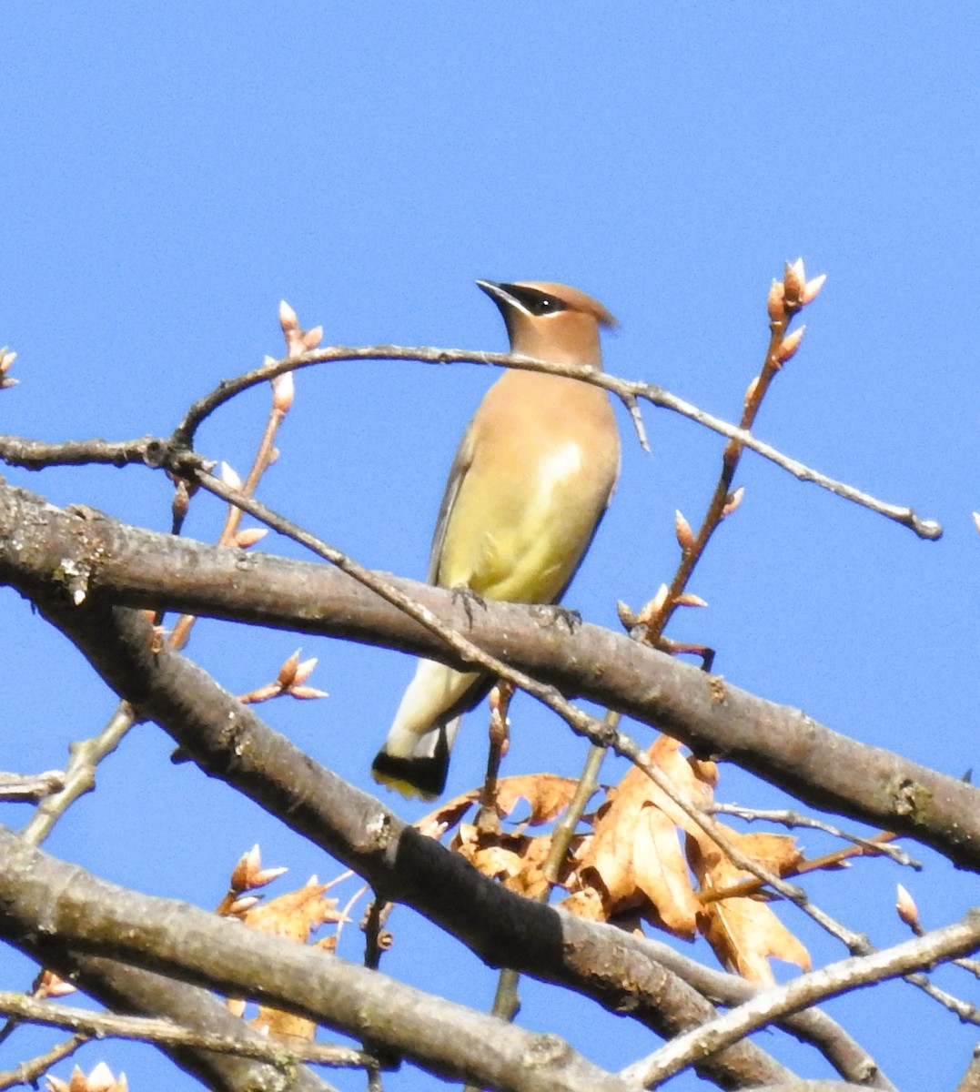 brkoslav americký - ML646489114