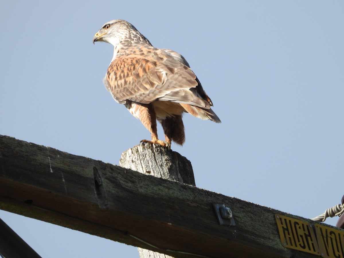 Ferruginous Hawk - ML646489115