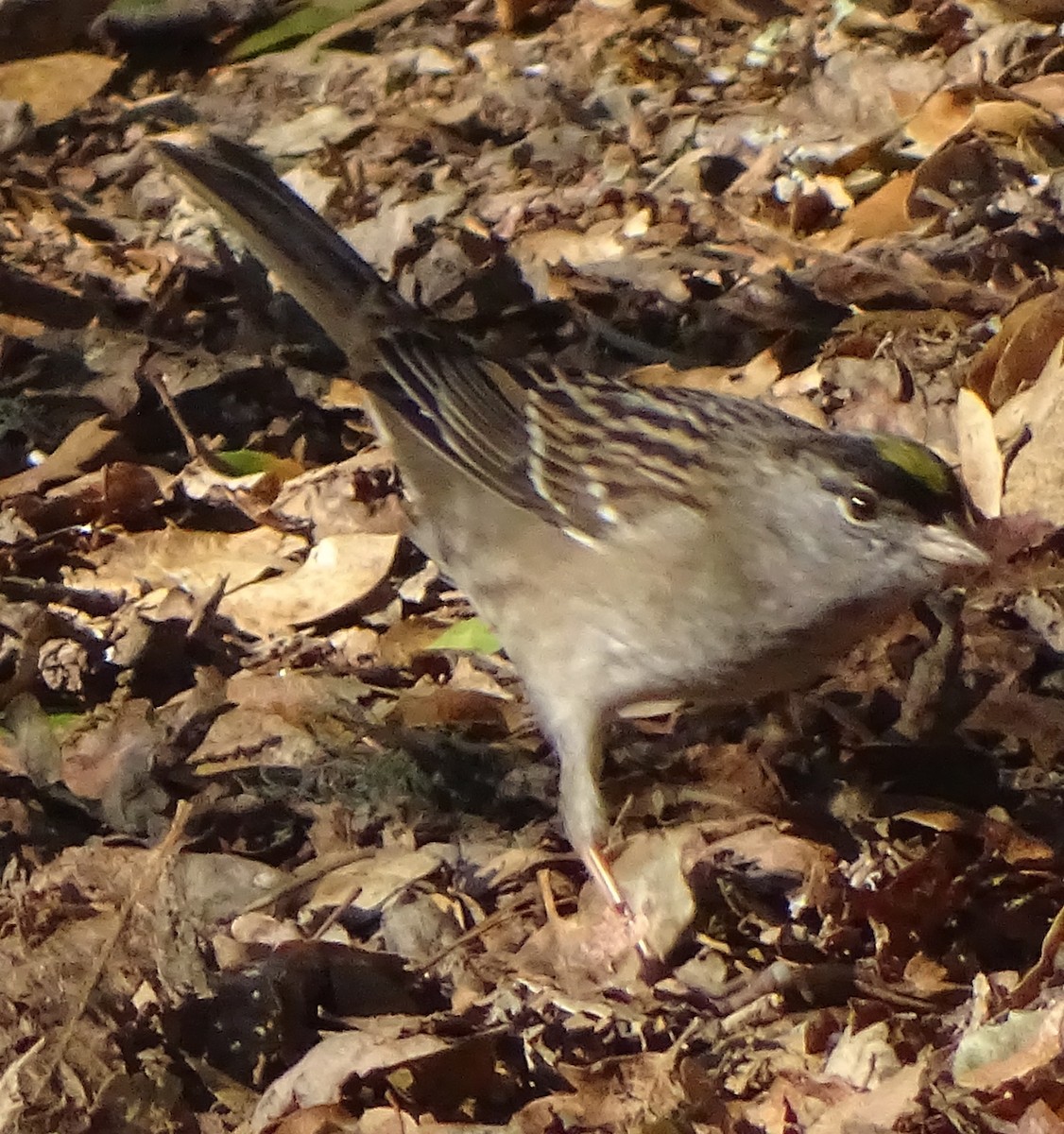Golden-crowned Sparrow - ML646489117