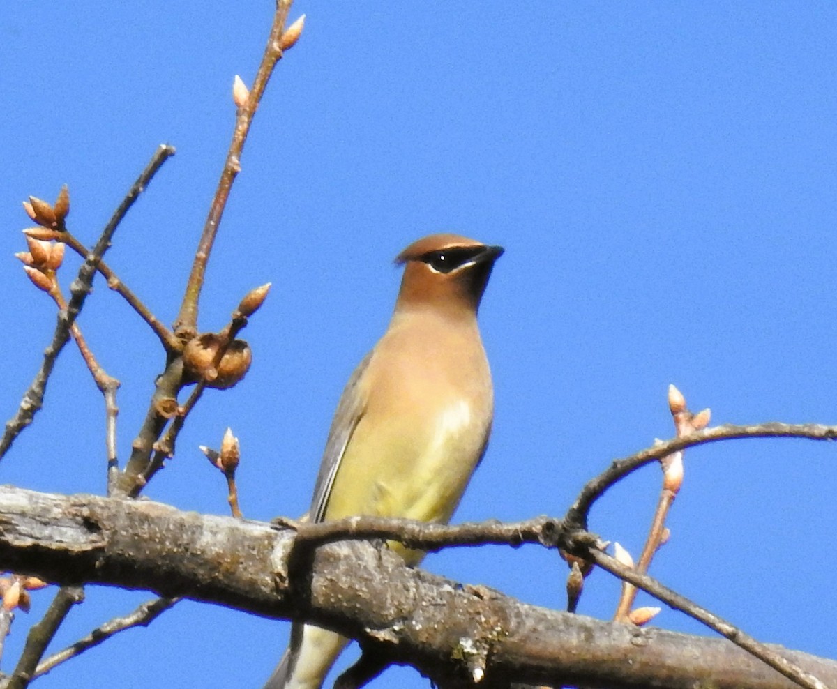 brkoslav americký - ML646489121