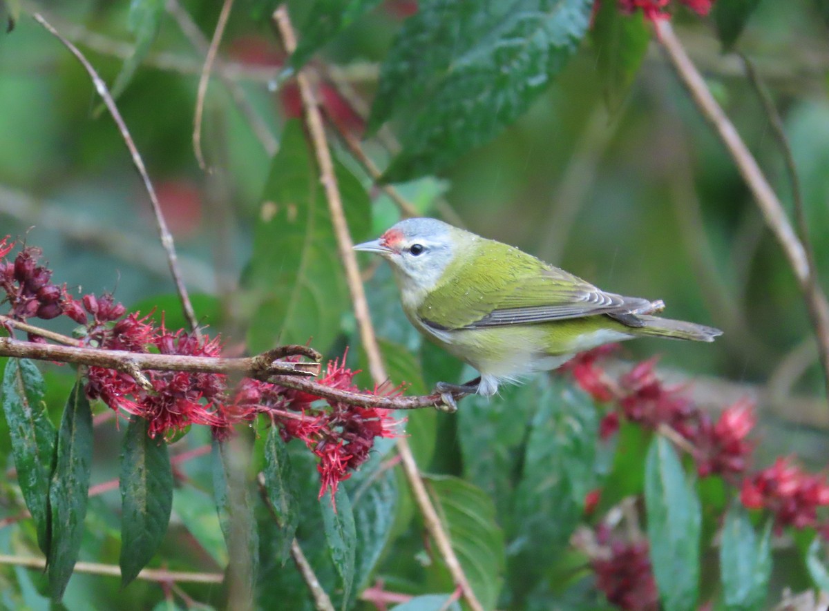 Червоїд світлобровий - ML646489123