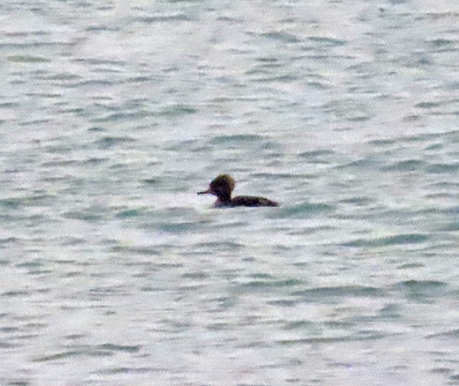 Hooded Merganser - ML646489126