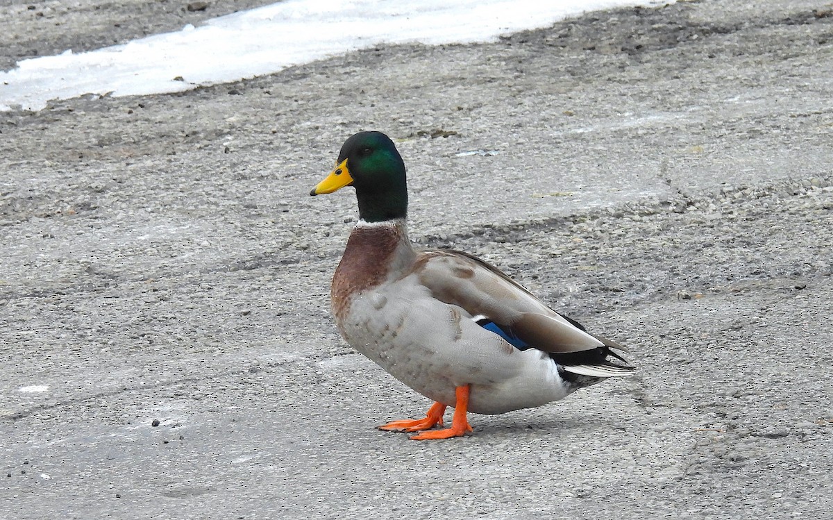 Ánade Azulón (variedad doméstica) - ML646489128