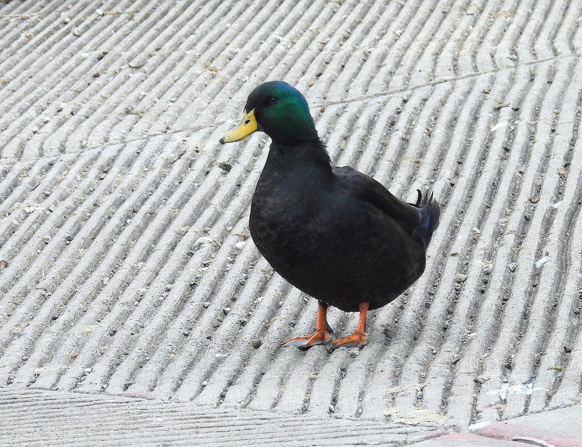 Pato sp. - ML646489133