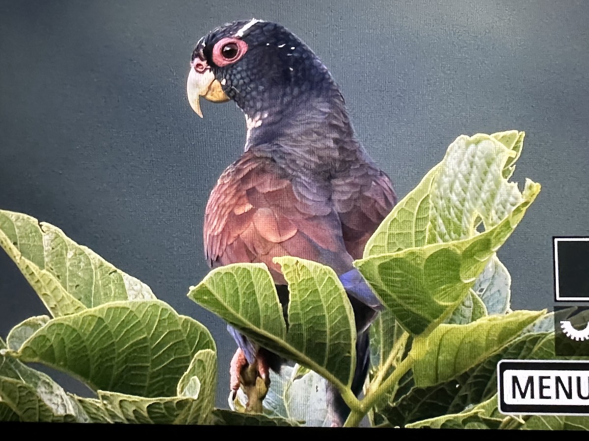 Bronze-winged Parrot - ML646489135