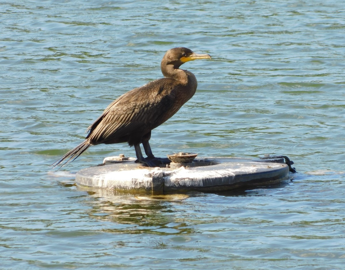 Double-crested Cormorant - ML646489138