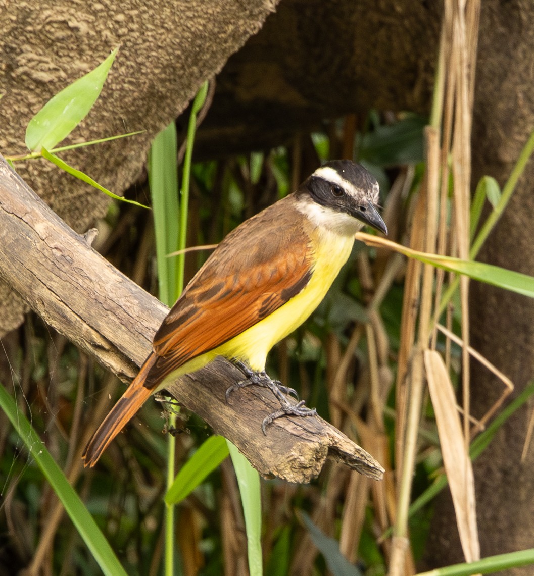 Great Kiskadee - ML646489140