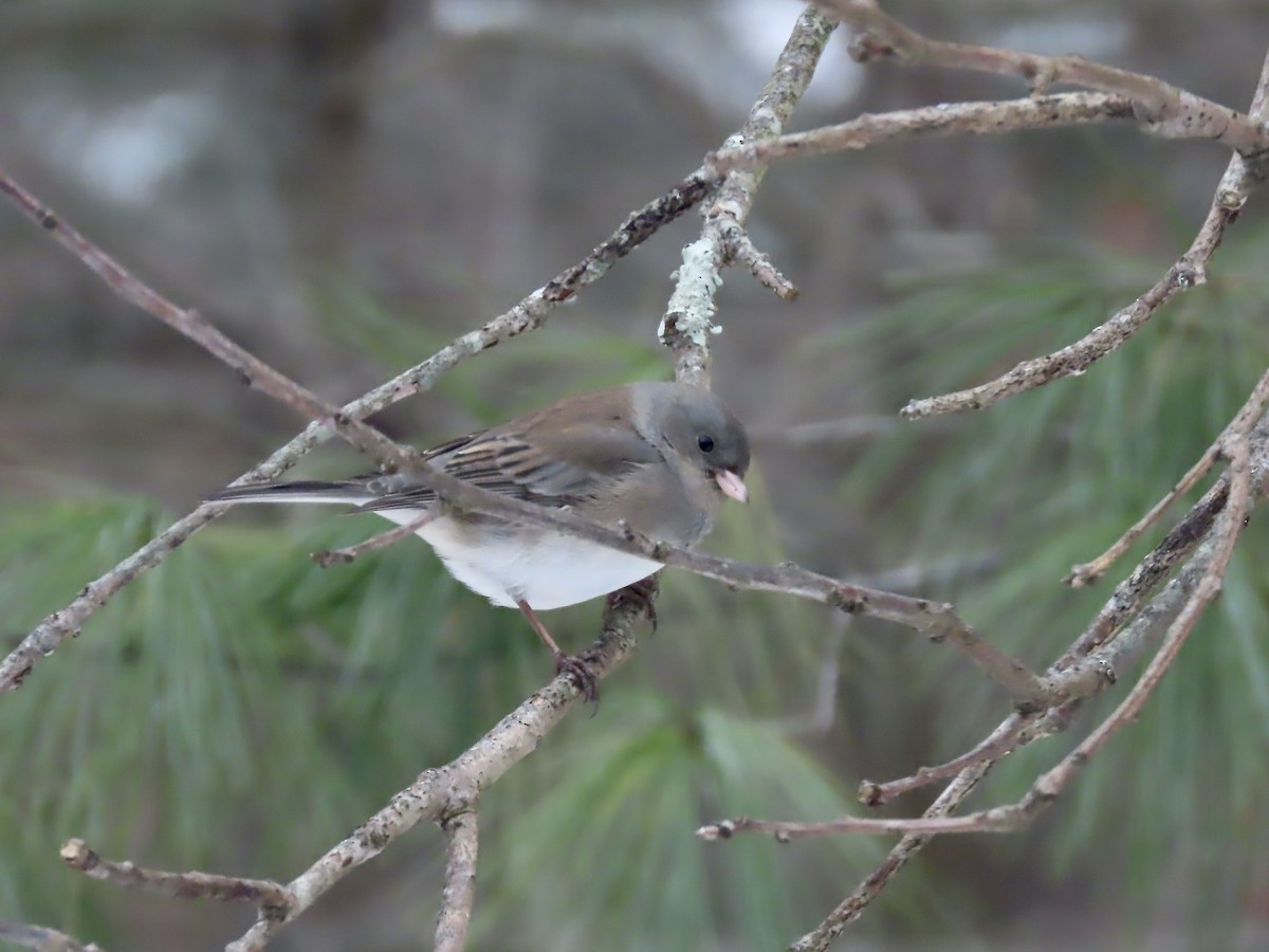 Dark-eyed Junco (Slate-colored) - ML646489145