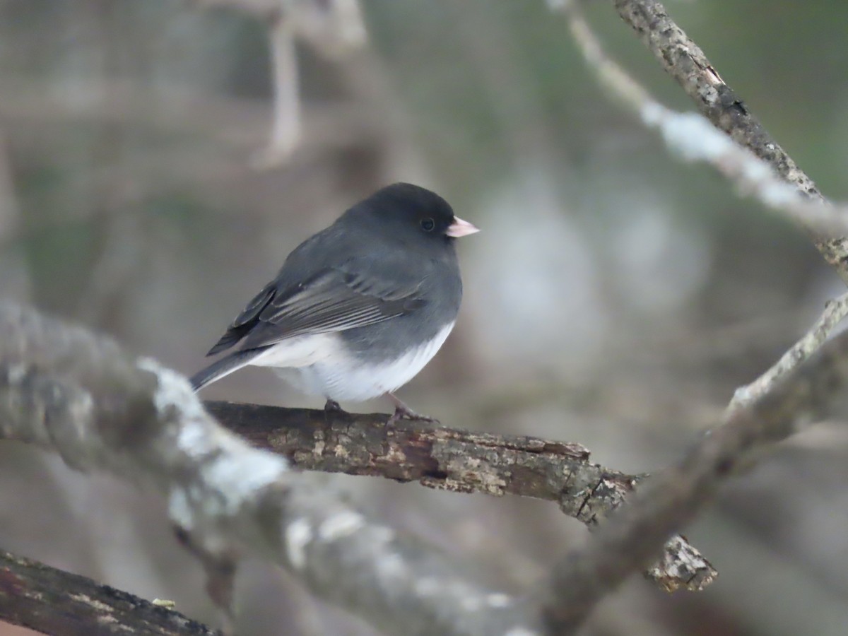 Dark-eyed Junco (Slate-colored) - ML646489146