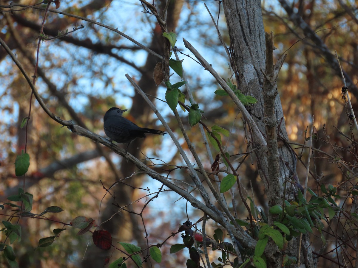 Gray Catbird - ML646489150