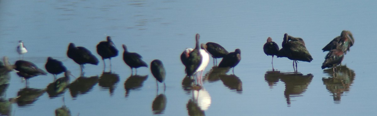 Ібіс білий - ML646489152