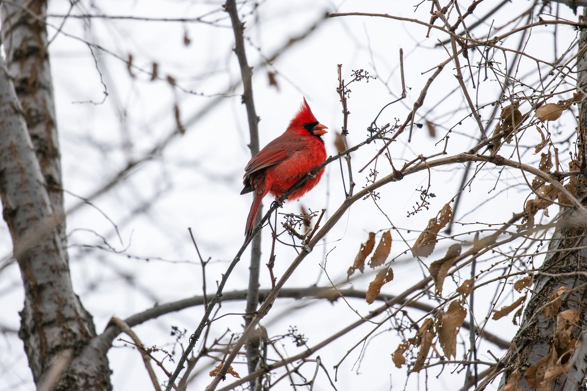 Northern Cardinal - ML646489157