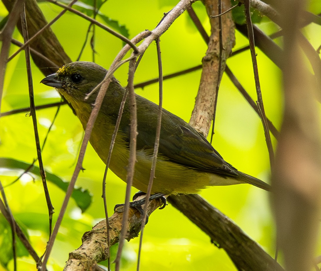 Thick-billed Euphonia - ML646489159