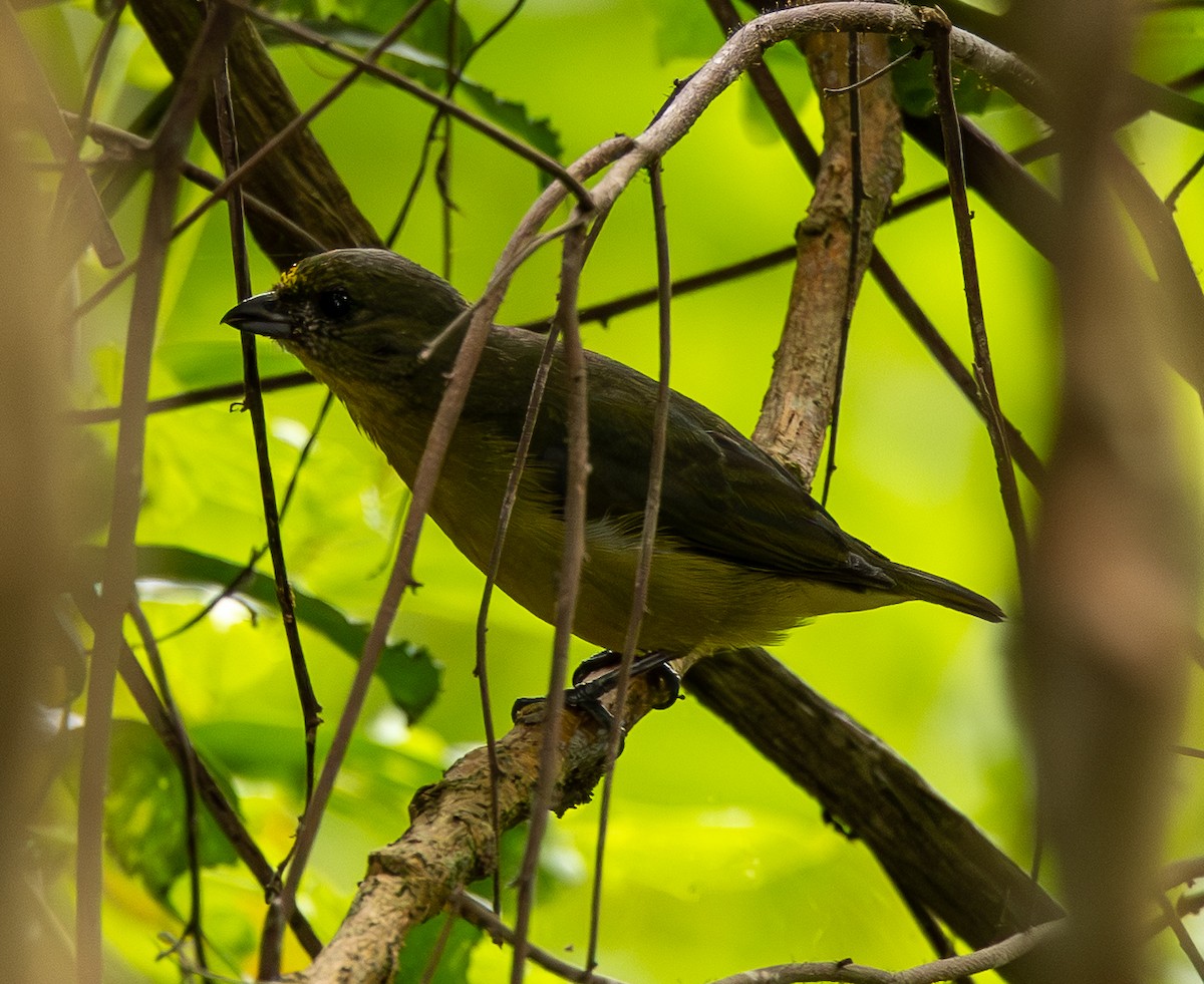 Thick-billed Euphonia - ML646489161