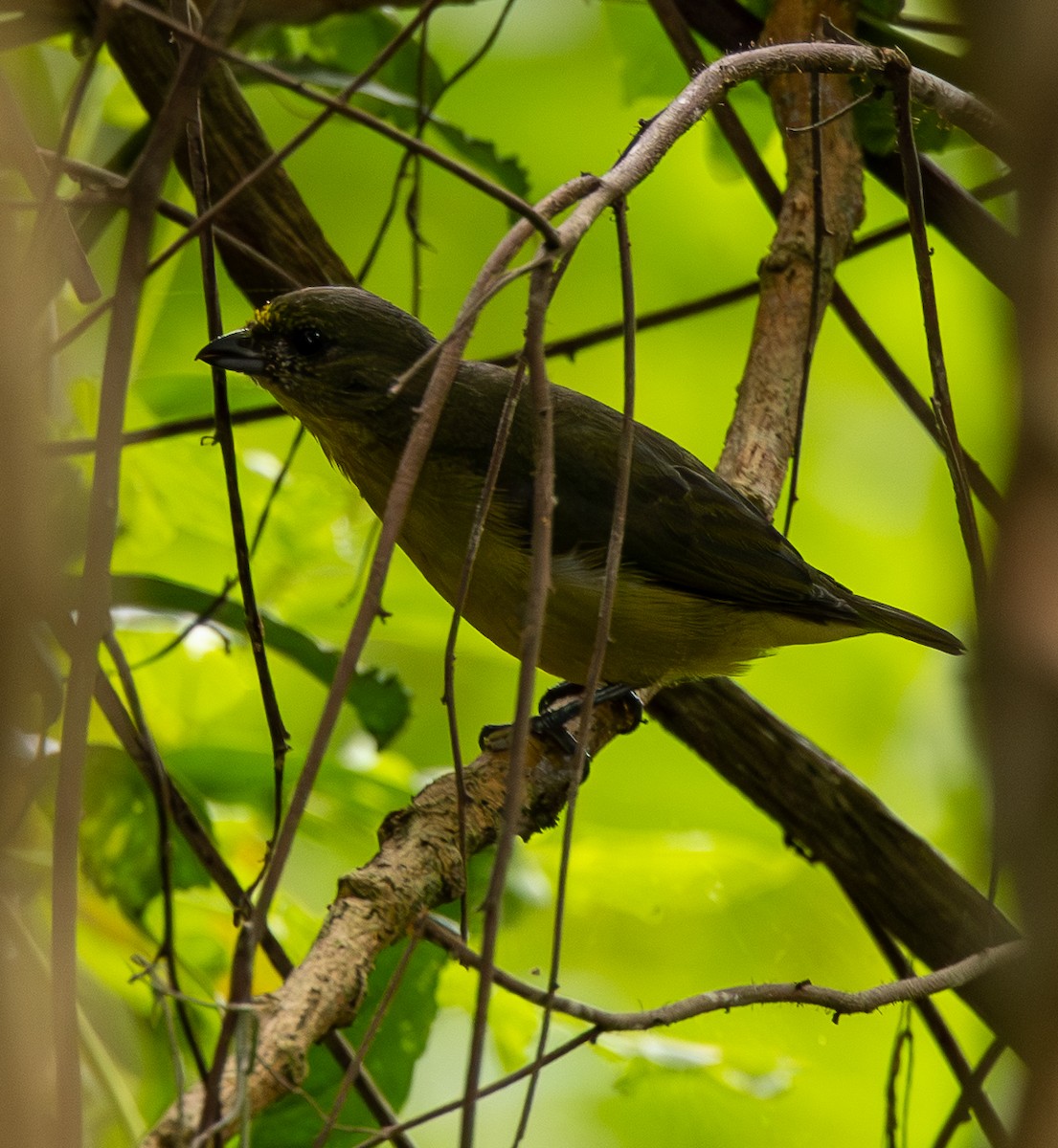 Thick-billed Euphonia - ML646489162