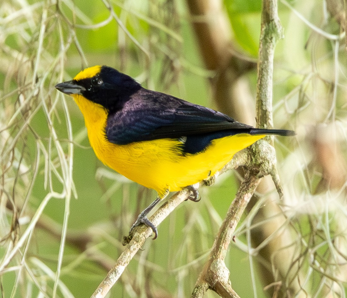 Thick-billed Euphonia - ML646489163