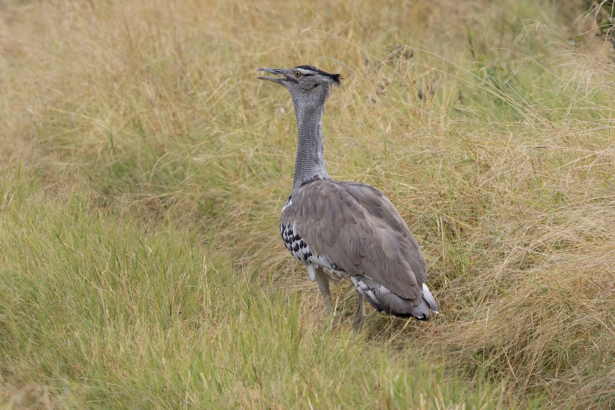 アフリカオオノガン - ML646489165