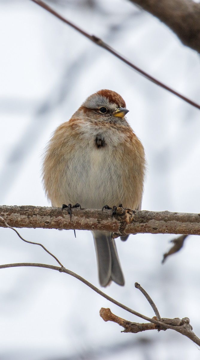 American Tree Sparrow - ML646489166