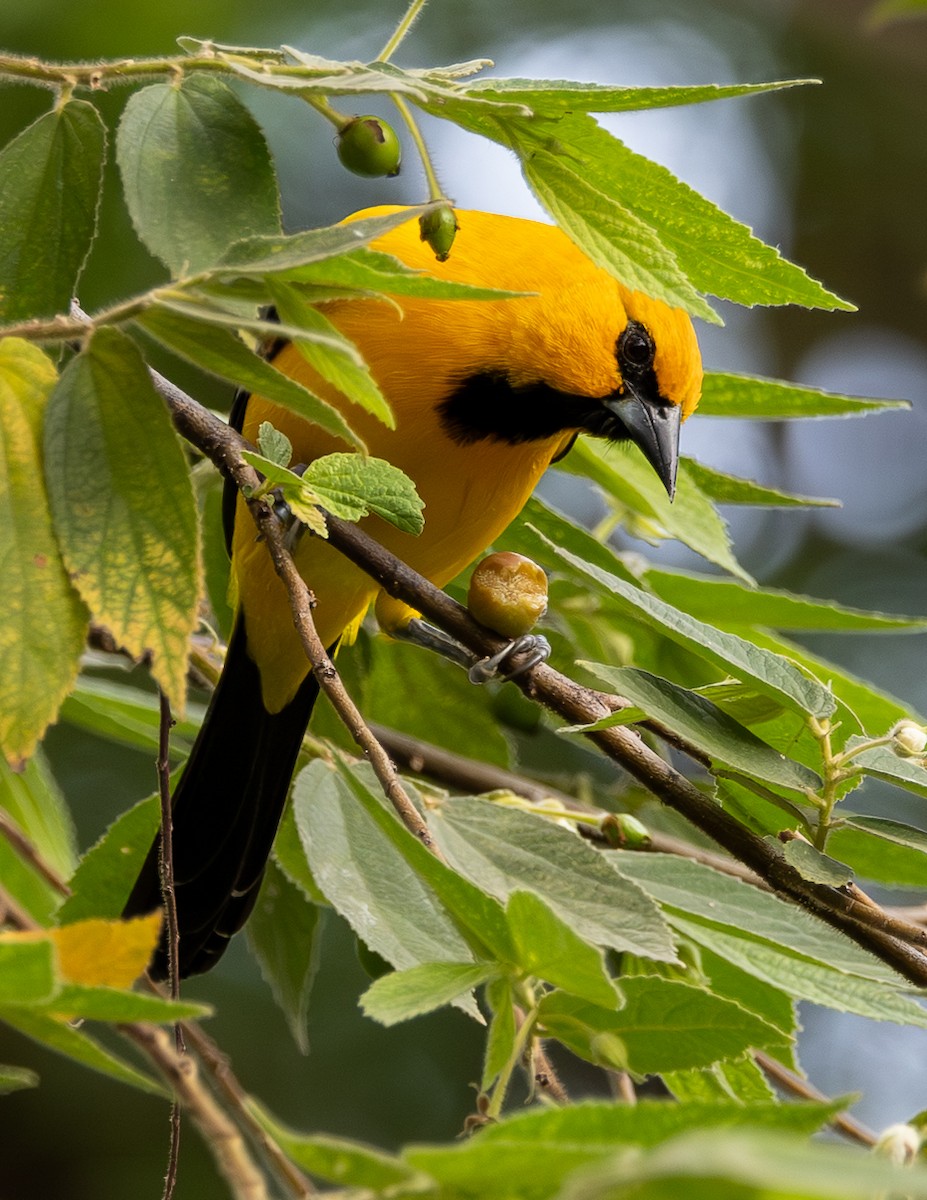 Yellow Oriole - ML646489170