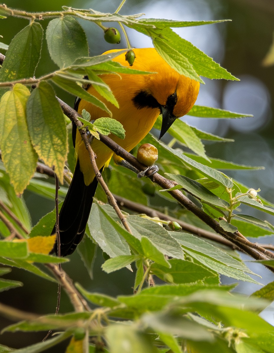 Yellow Oriole - ML646489171
