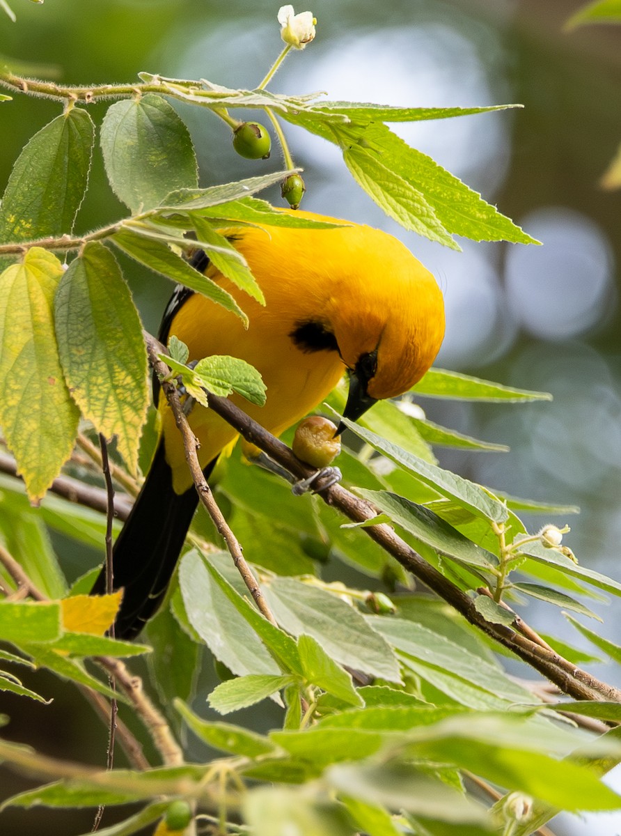 Yellow Oriole - ML646489172