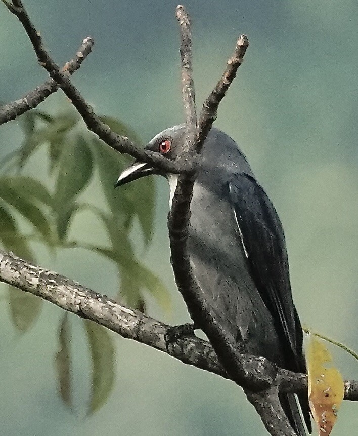 灰卷尾 - ML646489173