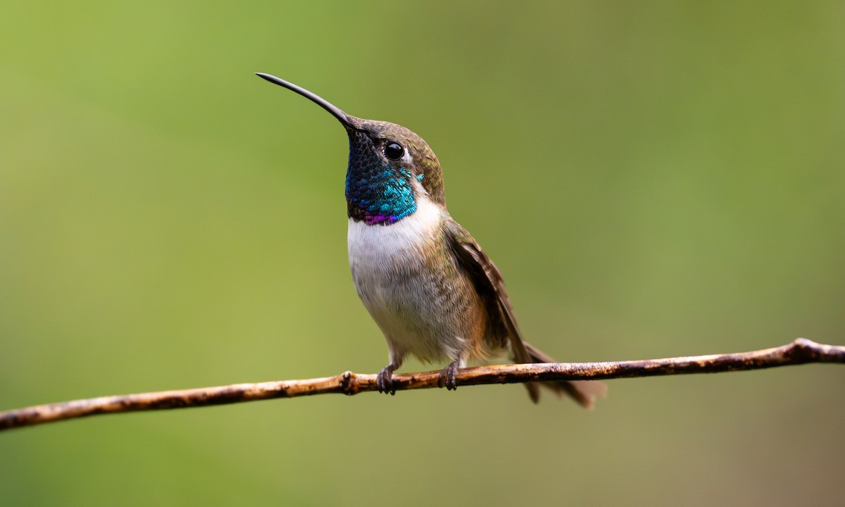 Purple-collared Woodstar - ML646489178